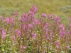 DSC_0002-2.jpg