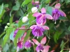 DSC_0035.jpg