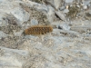 DSC_0432.jpg
