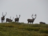 DSC_0611-2.jpg