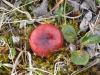 DSC_0673-2.jpg