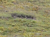 DSC_0681-2.jpg
