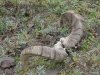 DSC_0694-2.jpg