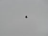 DSC_0710-2.jpg