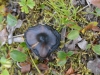 DSC_0714-2.jpg