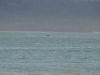 DSC_0747.jpg