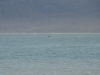 DSC_0785.jpg