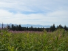 DSC_0795.jpg
