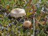 DSC_0812-2.jpg