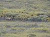 DSC_0906.jpg